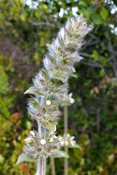 Épiaire d'Allemagne